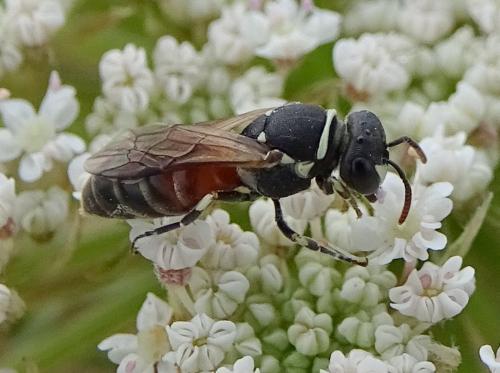 Réf. 262 200 : Hylaeus (meridionalis-variegatus)